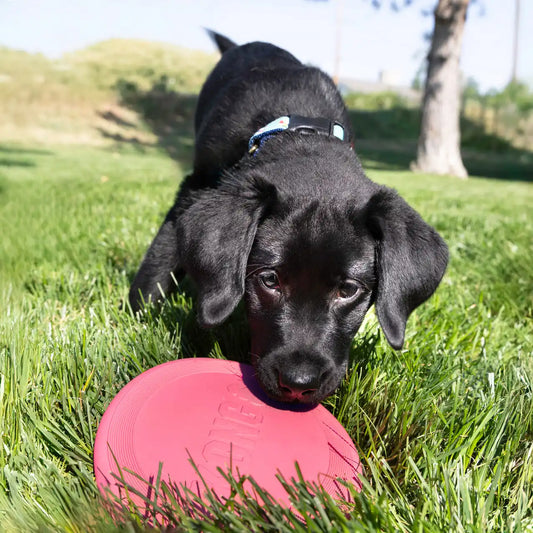 KONG Puppy Flyer, Pink