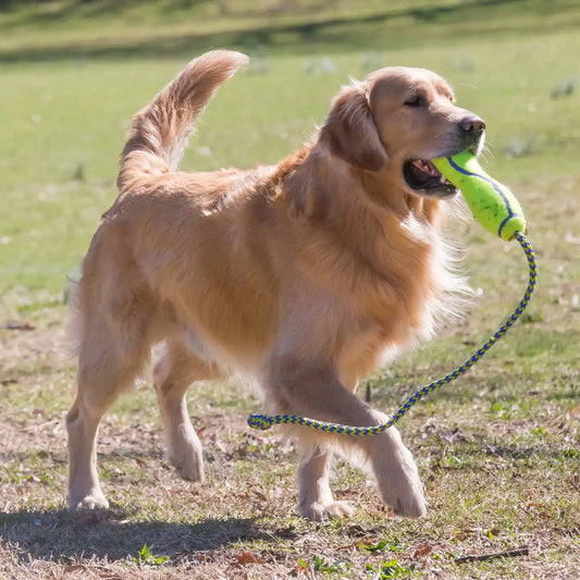 AirDog Fetch Stick w/Rope